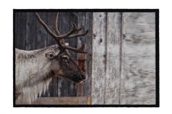 Smudsmåtte indendørs Mondial Wild Deer i 50 x 75 cm